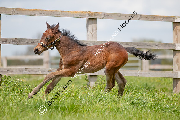 Foals