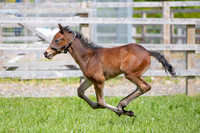 Foals