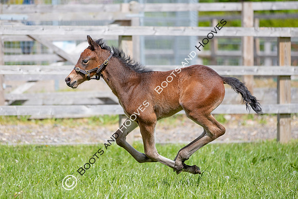 Foals