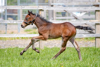 Foals