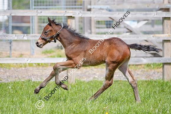 Foals