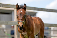 Foals