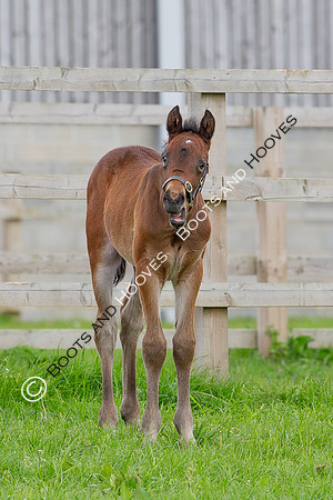 Foals