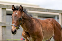 Foals