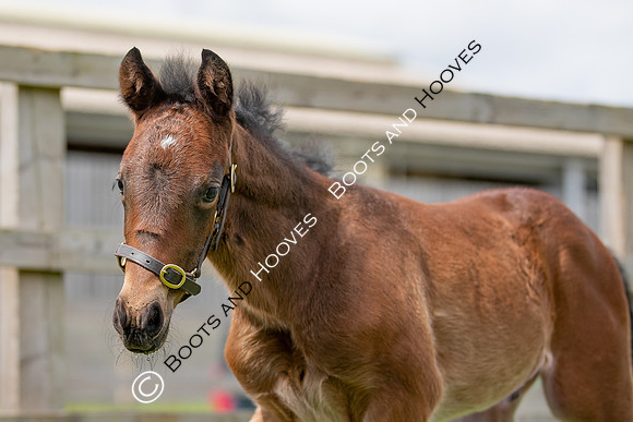 Foals