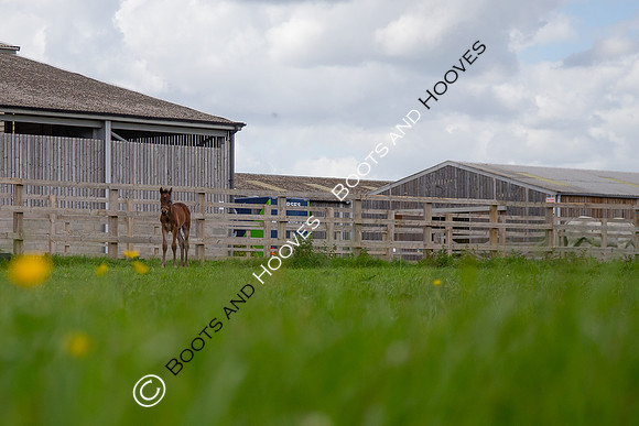 Foals