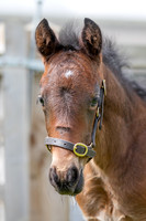 Foals