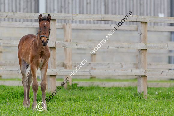 Foals