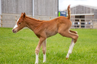 Foals