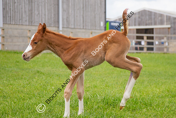 Foals