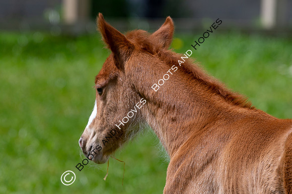 Foals