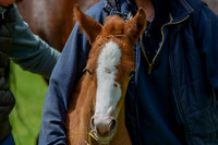 Foals