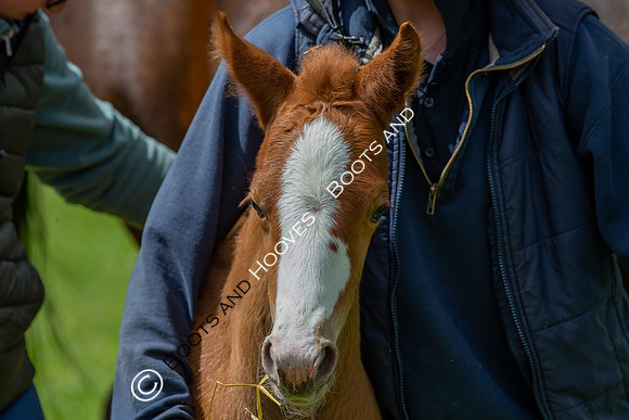 Foals