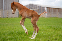 Foals