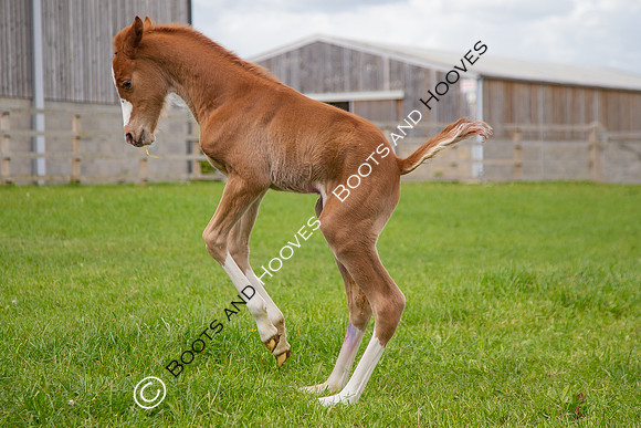 Foals