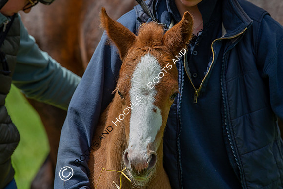 Foals
