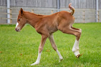 Foals