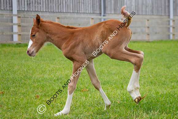 Foals