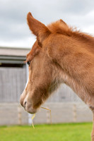 Foals
