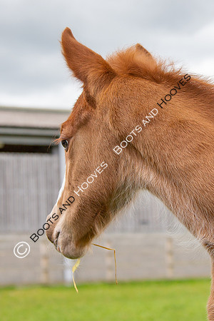Foals