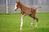 Foals