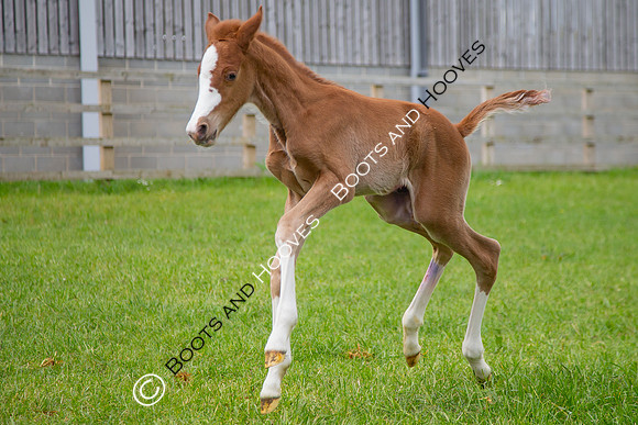 Foals