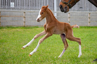 Foals