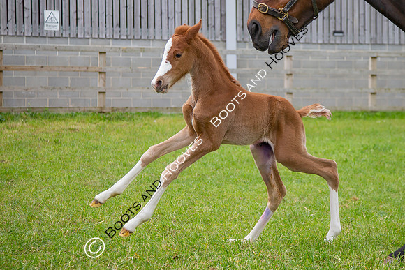 Foals