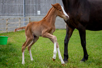 Foals