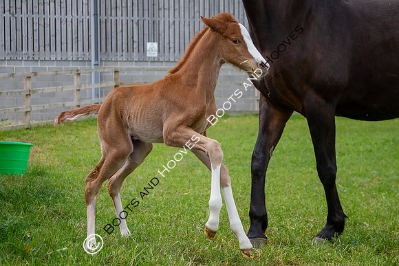 Foals
