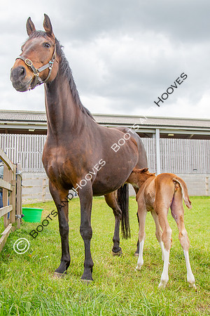 Foals