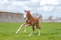Foals