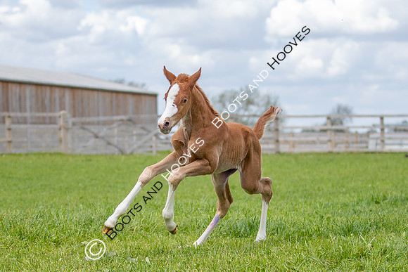 Foals