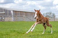 Foals