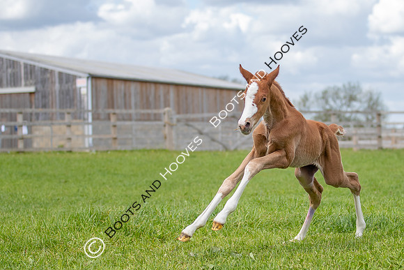 Foals