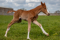 Foals