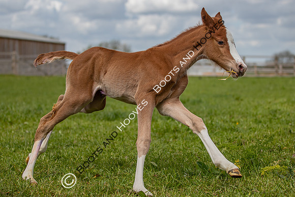 Foals