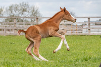 Foals