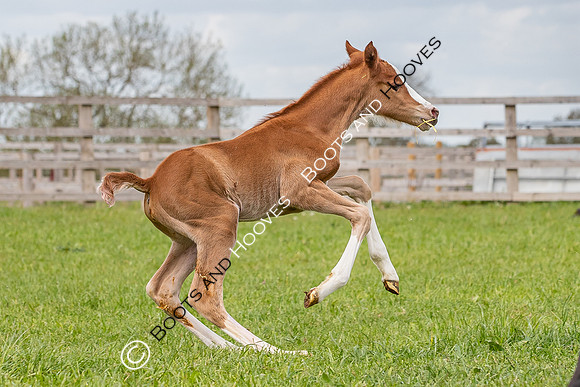 Foals