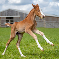 Foals