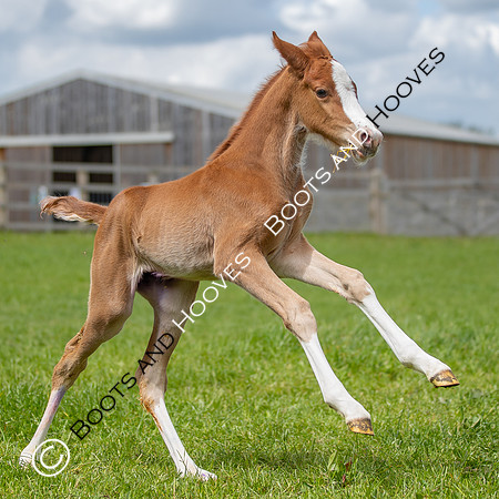 Foals