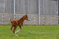 Foals