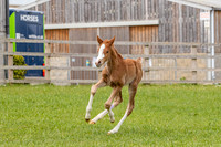 Foals