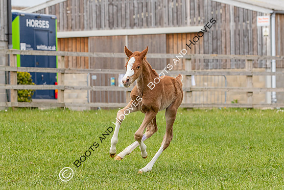 Foals