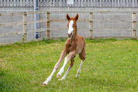 Foals