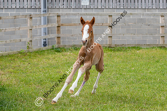 Foals