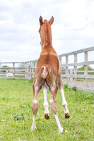 Foals
