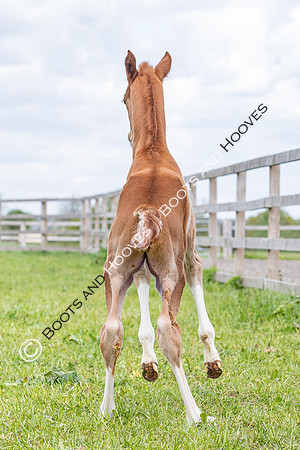 Foals