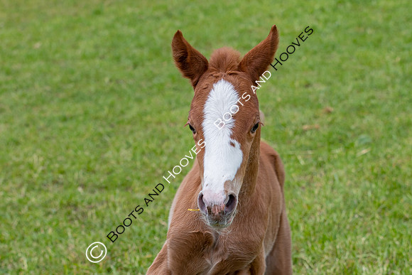 Foals