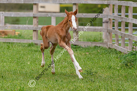 Foals